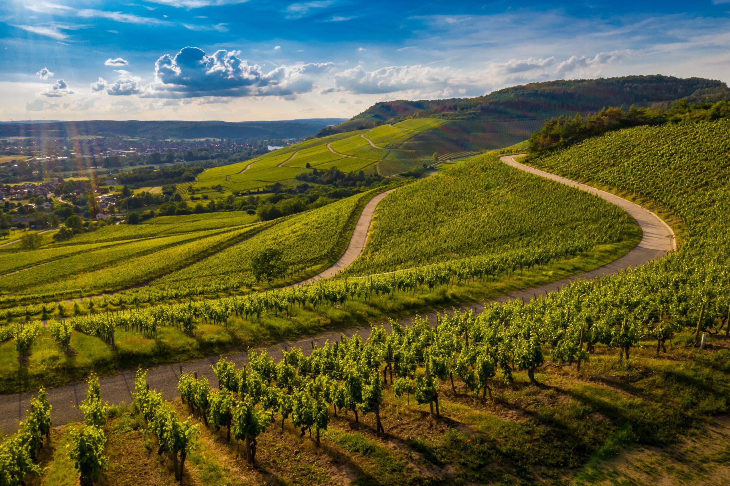 vitivinicoltura sostenibile